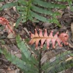From Brisbane: Maiala Rainforest Private Tour - Why This Tour Offers Great Value