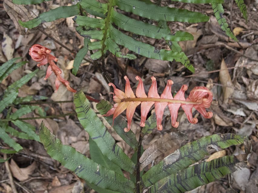 From Brisbane: Maiala Rainforest Private Tour - Why This Tour Offers Great Value