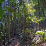 From Brisbane: Tamborine Mountain and Paradise Point Tour - What to Expect and Practical Details
