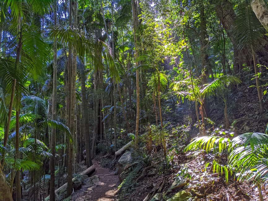 From Brisbane: Tamborine Mountain and Paradise Point Tour - What to Expect and Practical Details