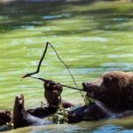 From Bucharest: Bear Sanctuary and Dracula Castle Day Tour - An In-Depth Look at the Tour Experience