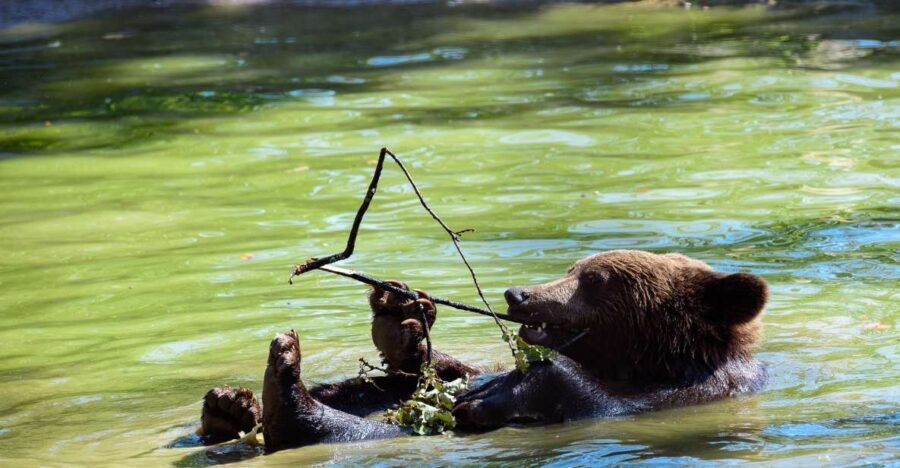 From Bucharest: Bear Sanctuary and Dracula Castle Day Tour - An In-Depth Look at the Tour Experience