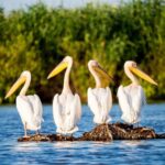 From Bucharest: Day Trip to Danube Delta - Practical Details and Tips