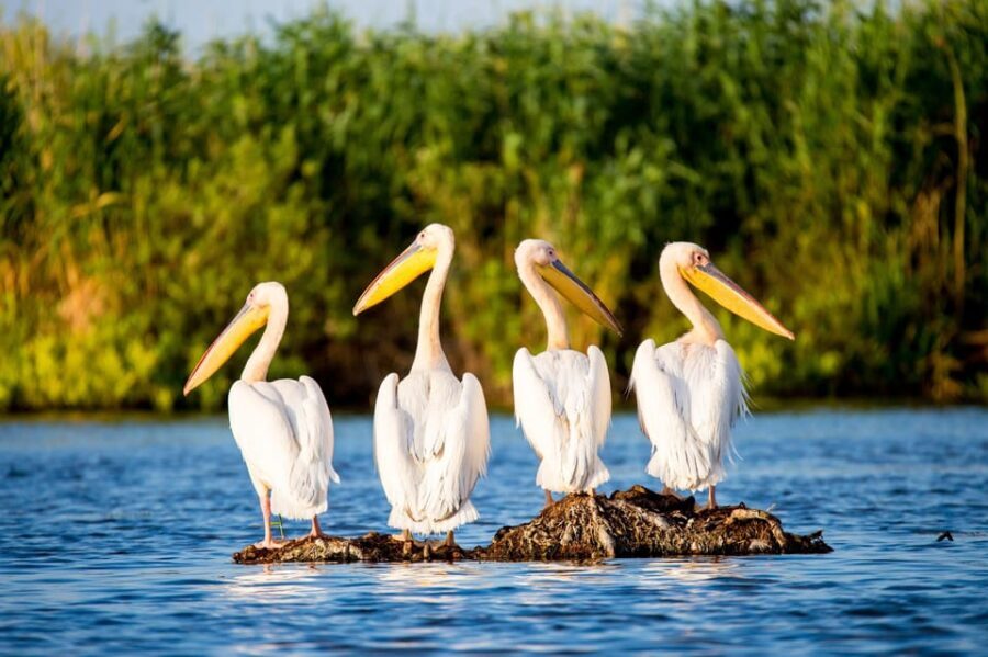 From Bucharest: Day Trip to Danube Delta - Practical Details and Tips