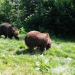 From Bucharest: Libearty Bear Sanctuary and Dracula's Castle - Why This Tour Works Well