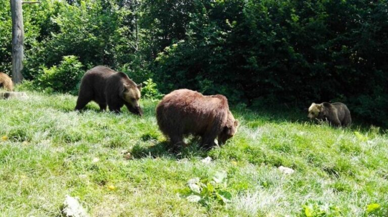 From Bucharest: Libearty Bear Sanctuary and Dracula's Castle - Why This Tour Works Well