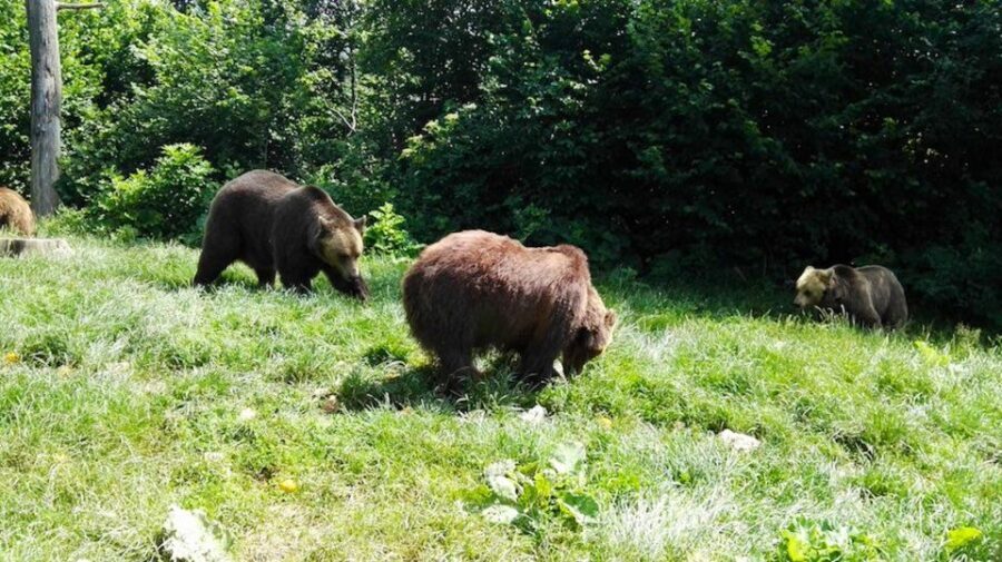 From Bucharest: Libearty Bear Sanctuary and Dracula's Castle - Why This Tour Works Well