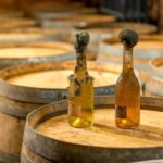 From Budapest: Tokaj Wine Tour with Tasting and Lunch - Who Will Enjoy This Tour?