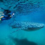 From Cabo: Snorkel with Whale Sharks in La Paz - Analyzing the Value