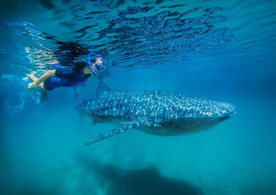From Cabo: Snorkel with Whale Sharks in La Paz - Analyzing the Value