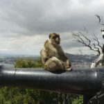 From Cadiz: Gibraltar Private Full-Day Trip - Authentic Experiences and Practical Tips