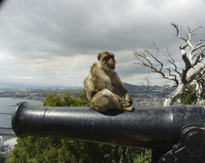 From Cadiz: Gibraltar Private Full-Day Trip - Authentic Experiences and Practical Tips