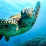 From Cairns: 3-Day Reef, Rainforest, and Outback Package - Authentic Experiences and Practical Details