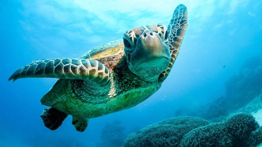 From Cairns: 3-Day Reef, Rainforest, and Outback Package - Authentic Experiences and Practical Details