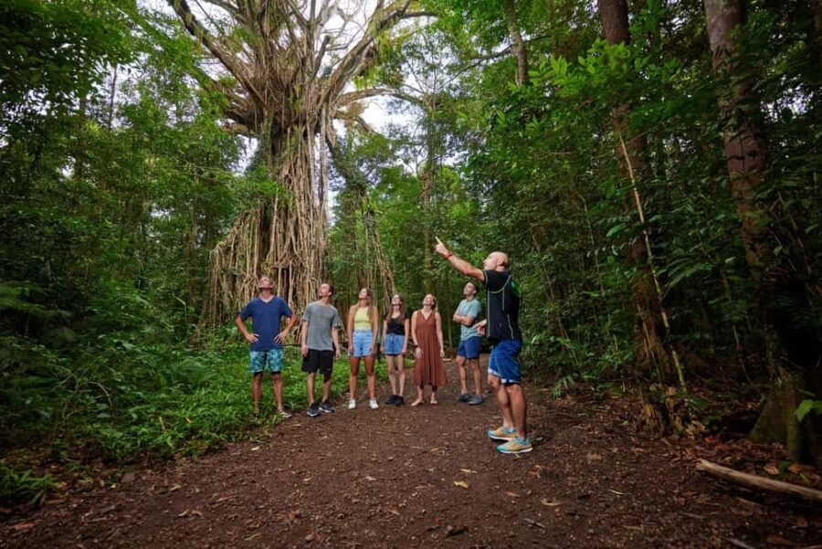 From Cairns: Atherton Tablelands Eco-Adventure & Swim Tour - An In-Depth Look at the Atherton Tablelands Eco-Adventure & Swim Tour