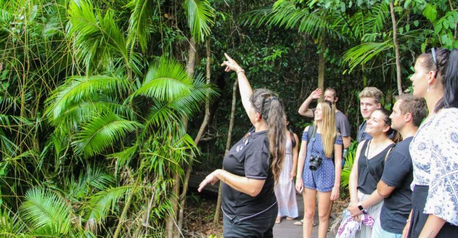 From Cairns: Daintree Wilderness & Cape Tribulation Bus Tour - What’s Included & What to Keep in Mind