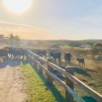 From Cairns: Kuranda Day Trip with Petting Zoo and Quad Ride - Why This Tour Works for Different Types of Travelers