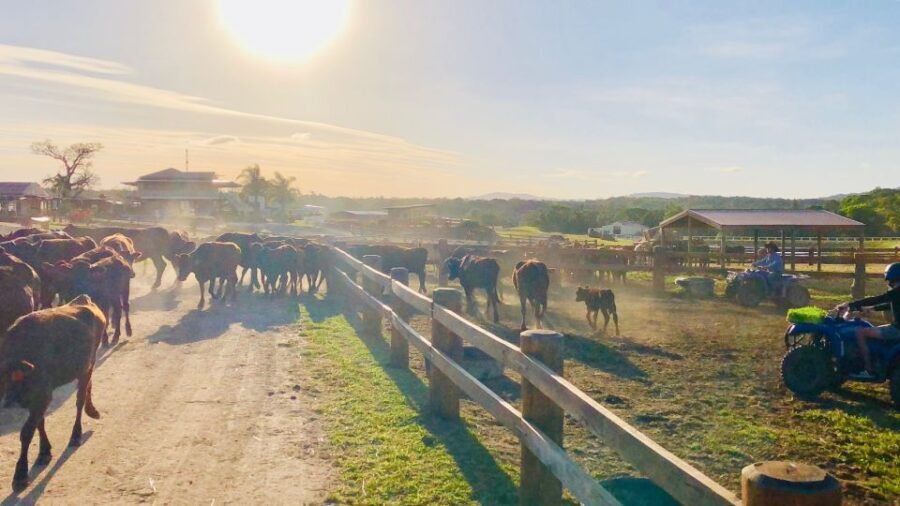 From Cairns: Kuranda Day Trip with Petting Zoo and Quad Ride - Why This Tour Works for Different Types of Travelers