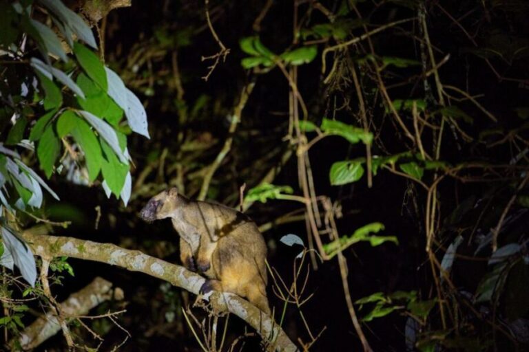 From Cairns: Rainforest & Nocturnal Wildlife Tour - Why Choose This Tour?