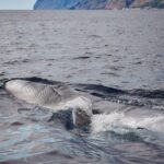 From Calheta: Madeira Whale and Dolphin Watching Boat Tour - The Wildlife Encounters