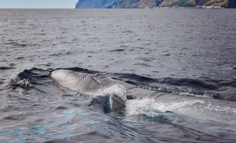 From Calheta: Madeira Whale and Dolphin Watching Boat Tour - The Wildlife Encounters