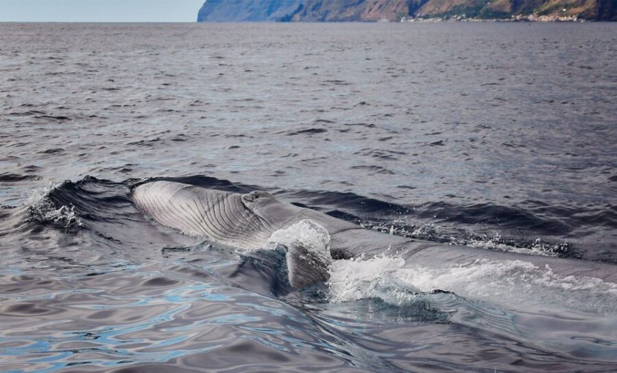 From Calheta: Madeira Whale and Dolphin Watching Boat Tour - The Wildlife Encounters
