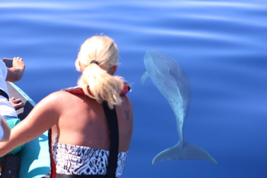 From Calheta: Whale and Dolphin Watching RIB Boat Tour - An In-Depth Look at the Madeira Whale and Dolphin RIB Tour