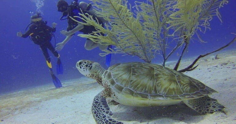 From Cancun: Chac Mool Cenote Diving Experience - Who Will Love This Tour?