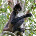 From Cancun: Coba Ruins and Punta Laguna Day Trip - Jungle Adventures at Punta Laguna