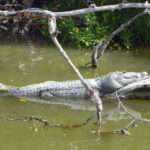 From Cancun: Kantemó Snake Cavern Adventure - Practical Details & Value Analysis