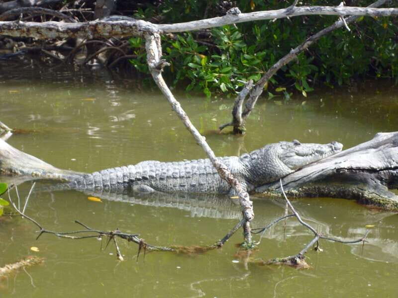 From Cancun: Kantemó Snake Cavern Adventure - Practical Details & Value Analysis