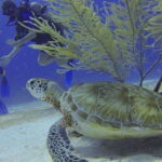 From Cancun: Puerto Morelos Diving Adventure - The Value of Small Group Guided Diving