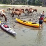 From Chincoteague: Guided Kayak Tour to Assateague Island - Who Will Enjoy This Tour?