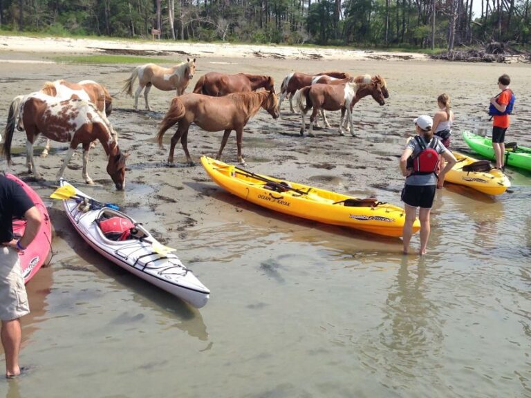 From Chincoteague: Guided Kayak Tour to Assateague Island - Who Will Enjoy This Tour?