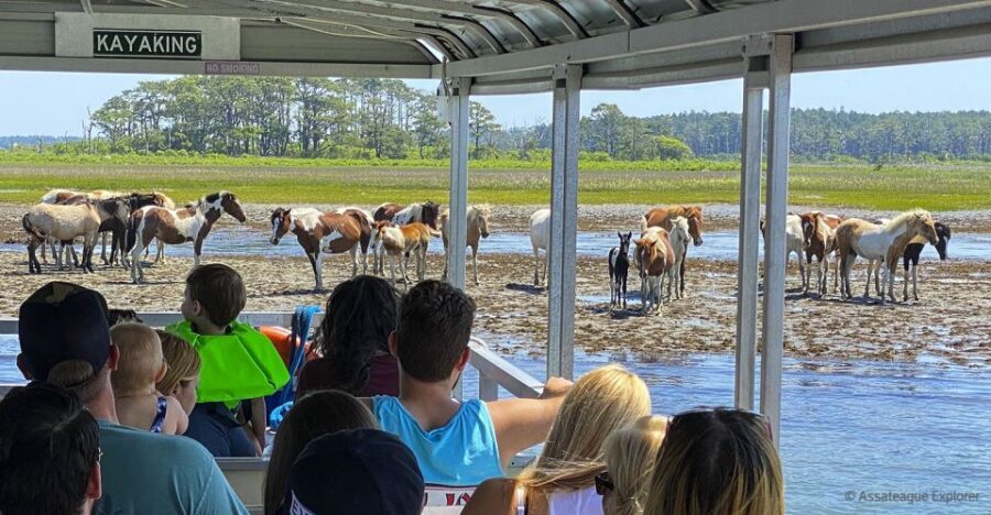 From Chincoteague Island: Assateague Island Boat Tour