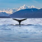 From Christchurch: Kaikura Day Tour With Whale Watching - A Full Breakdown of the Experience
