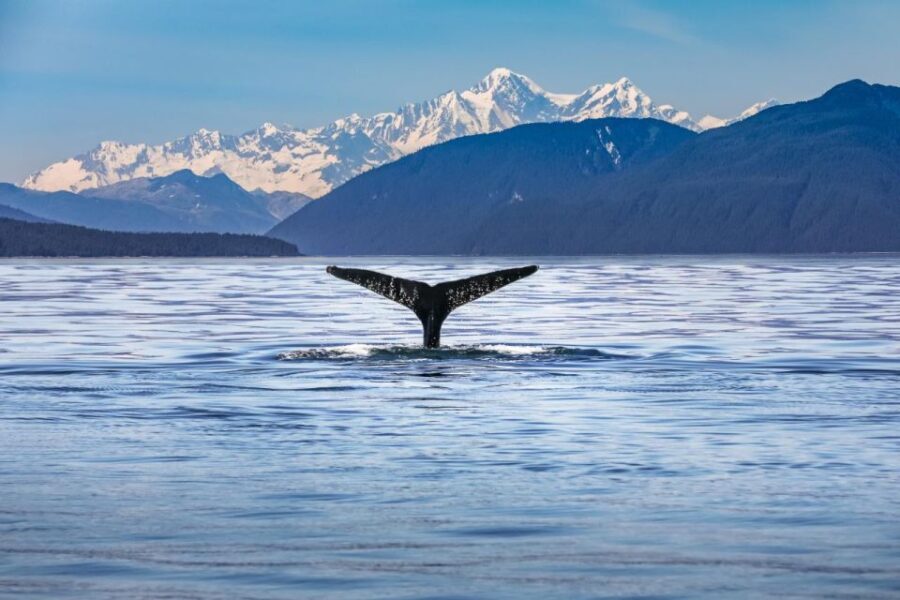 From Christchurch: Kaikura Day Tour With Whale Watching - A Full Breakdown of the Experience