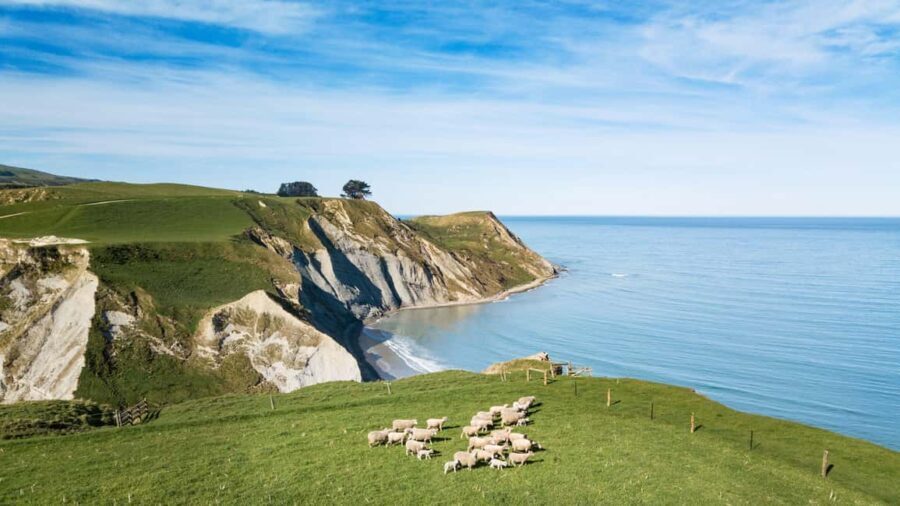 From Christchurch: Sheep Farm Day Trip with Lunch & Winery - FAQs