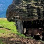 From Cluj-Napoca: Apuseni Mountains Hiking Guided Day Tour - Flora and Fauna Encounters