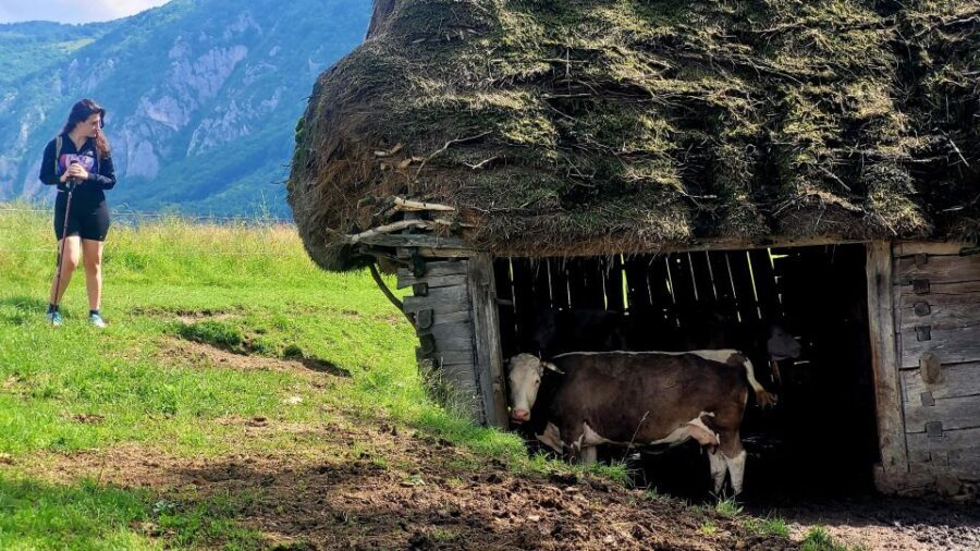 From Cluj-Napoca: Apuseni Mountains Hiking Guided Day Tour - Flora and Fauna Encounters