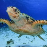 From Cozumel: 3 Reefs Boat Tour with Drinks and Snorkeling - An In-Depth Look at the Cozumel Reefs Boat Tour