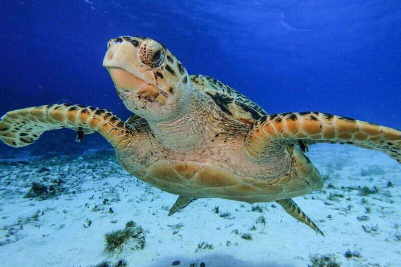 From Cozumel: 3 Reefs Boat Tour with Drinks and Snorkeling - An In-Depth Look at the Cozumel Reefs Boat Tour