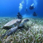 From Cozumel: Chankanaab Cozumel Scuba Diving - What to Expect During Your Two Hours in the Park