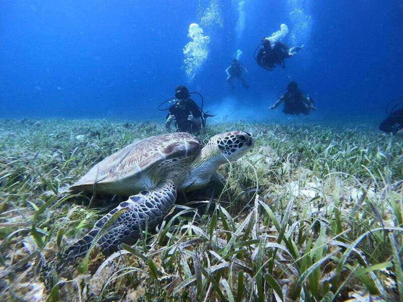 From Cozumel: Chankanaab Cozumel Scuba Diving - What to Expect During Your Two Hours in the Park
