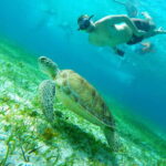 From Cozumel: Starfish, Stingrays and the Turtle Sanctuary - Exploring Cozumel’s Underwater World: What to Expect