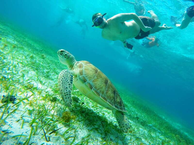 From Cozumel: Starfish, Stingrays and the Turtle Sanctuary