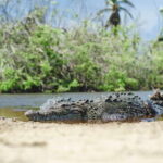 From Crucecita: Ventanilla, Zipolite, and Puerto Ángel Tour - FAQs