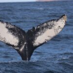 From Dalvik: Arctic Whale Watching in Northern Iceland - Who Should Choose This Whale Watching Tour?