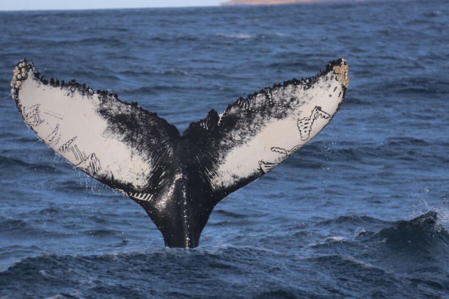 From Dalvik: Arctic Whale Watching in Northern Iceland - Who Should Choose This Whale Watching Tour?