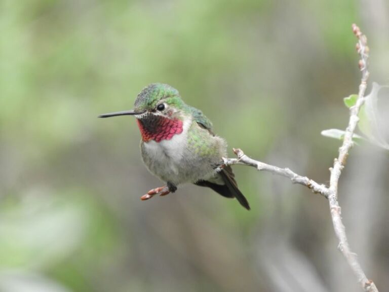 From Denver: Rocky Mountains Jeep Tour with Picnic Lunch - Value and Practicality